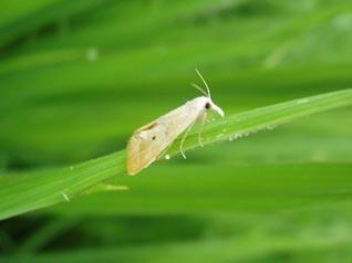 抗藥性問題日益突出，打造“抗藥性”農(nóng)藥產(chǎn)品商業(yè)回報高