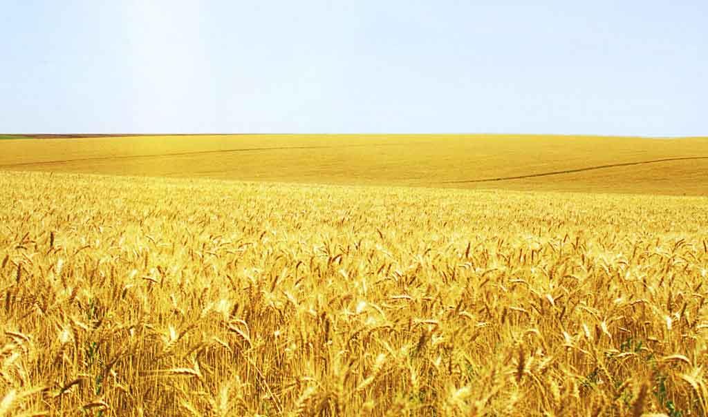 小麥冬前管理關(guān)鍵期，做好這些來年才能豐收豐產(chǎn)！