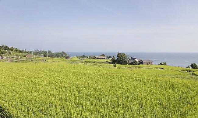 全國農(nóng)業(yè)技術(shù)推廣服務中心發(fā)布水稻病蟲情報，預計水稻紋枯病發(fā)生偏重