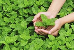 農(nóng)作物8月常見(jiàn)病蟲(chóng)害，怎樣防治見(jiàn)效快？