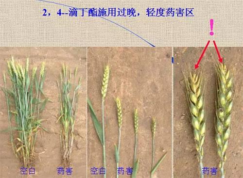 除草劑無時(shí)不刻發(fā)生變化，激素類除草劑未來還會(huì)在農(nóng)業(yè)舞臺(tái)上繼續(xù)發(fā)揮更大作用