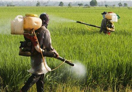 8種除草劑多年使用經驗技巧分析總結