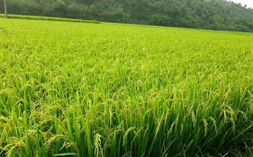 降溫需注意：稻田灌水，保灌漿防青枯