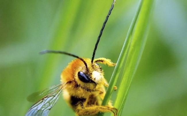 新煙堿類(lèi)農(nóng)藥已進(jìn)入衰退期，呋蟲(chóng)胺將何去何從？