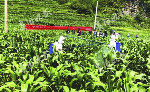 發(fā)生提前，5種藥劑退出國家推薦名單，今年草地貪夜蛾防控形勢依然嚴峻！