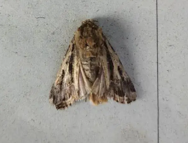 警惕！草地貪夜蛾已入侵河北省7個(gè)縣